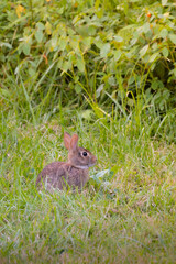 rabbit in the grass