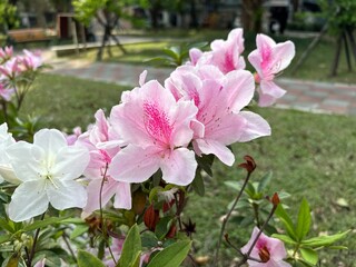 Bright azaleas bloom under the warm sunlight, their vivid petals glowing in shades of pink, red,...