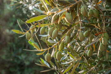 Olive grove in sunny day. Olives hanging on the olive tree branch.