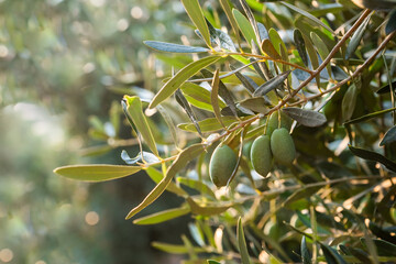 Olive grove in sunny day. Olives hanging on the olive tree branch.