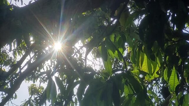sun beams through the mango trees and green leaves with stillness