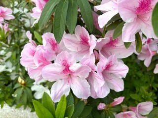 Bright azaleas bloom under the warm sunlight, their vivid petals glowing in shades of pink, red, and white. Nestled in a lush garden, they create a vibrant contrast against the green foliage, radiatin