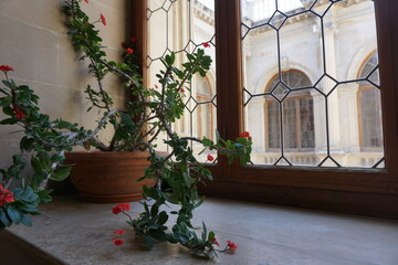 View of the Venetian Loggia building that currently houses the City Hall -View of its architecture from the interior through a window with a pot of the plant Euphorbia, the thorn of Christ on its sill