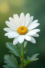 Fototapeta premium Soft petals of white daisy flowers gently unfolding, flowers, petals