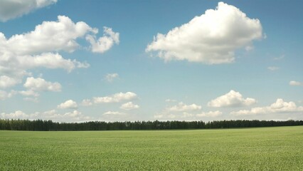 Green wheat field growing under cloudy sky in spring season