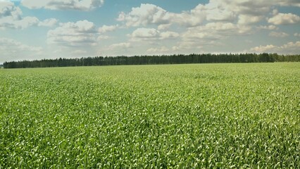 Green field meeting the forest under cloudy sky