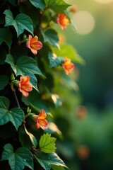Vines covered with tiny droplets and blossoms,, vine flowers, autumn garden