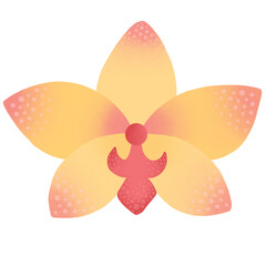 orchid flower isolated