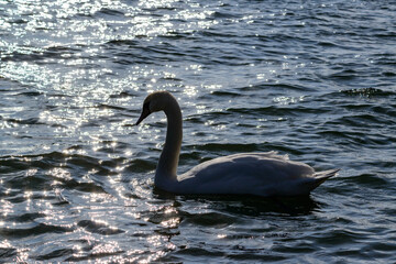 The mute swan - Cygnus olor, big white swan swims in backlit sunlight in lake near Odessa, Ukraine