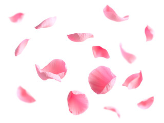 Falling Rose petal, isolated on transparent background