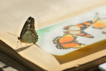Live butterfly sitting on an antique book