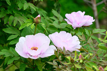 Group of pink peony flowers in Spring