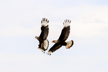 Carancho flying