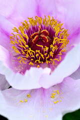 Detail of pink peony flower with pollen grains