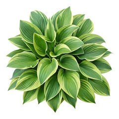 Fototapeta premium Top view of a Hosta, Isolated on a transparent background