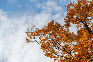 青空に映える紅葉した木の枝