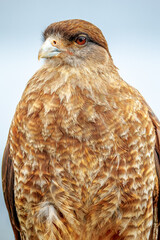 Chimango Caracara in NationalPark TierraDelFuego, Argentina