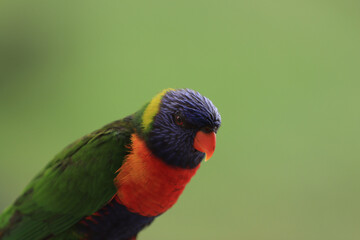 wild parrot