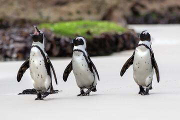 African Penguins Boulders Beach Cape Town