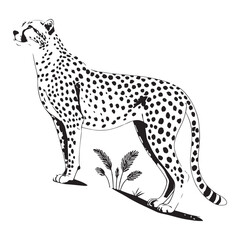 Cheetah   Vector 