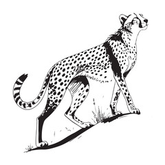 Cheetah   Vector 
