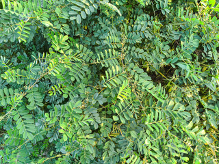 Senna obtusifolia plant grows beautifully with small leaves.