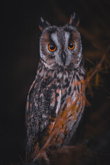Long-eared owl (Asio otus) sitting on tree by sunset. Beautiful owl with orange eyes portrait. Orange tree background. Long-eared owl in autumn forest.