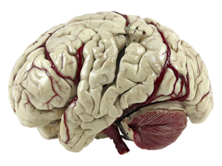 Highdetail anatomical model of a human brain, showcasing intricate gyri and sulci with realistically rendered vasculature.  A powerful visual metaphor for intellect, complexity, and neuroscience.