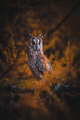 Long-eared owl (Asio otus) sitting on tree by sunset. Beautiful owl with orange eyes portrait. Orange tree background. Long-eared owl in autumn forest.
