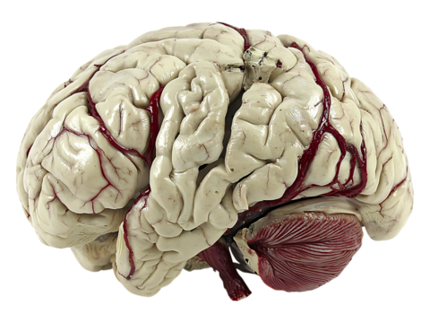 Highdetail anatomical model of a human brain, showcasing intricate gyri and sulci with realistically rendered vasculature.  A powerful visual metaphor for intellect, complexity, and neuroscience.