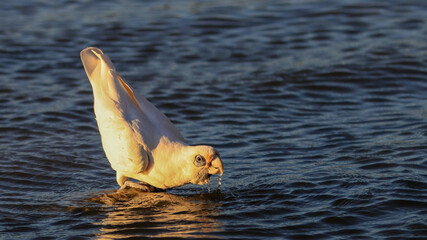 Fototapeta premium Cockatoo in sunset
