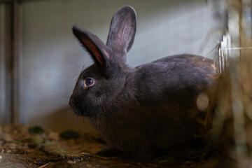  Domestic giant rabbit  (Lepus curpaeums) on a farm. Giant rabbit in cage.