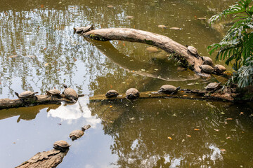 A bunch of small turtle's sitiing on a tree trunk in the lake, of the Sao Paulo Zoo in Brazil.
