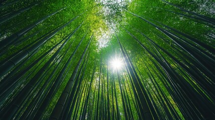 Lush Bamboo Forest Sunlight