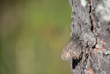Close up of a grey moth resting on a tree with blurred green background in Finland in summer