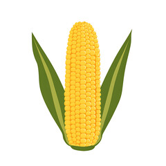 Golden ear of corn with green husks, a symbol of harvest and agriculture. Perfect as a visual element for food or nature-themed designs.