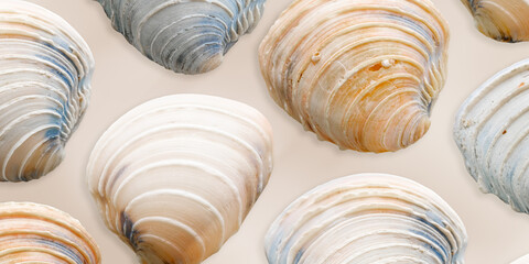 Minimal style pattern seashells beige blue colored on neutral background, banner. Natural Shells of mollusk, summer nautical life style, beauty nature, organic shapes, repeat composition, soft color