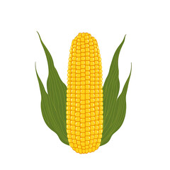 Obraz premium Vibrant golden corn on the cob, radiating freshness. An inviting representation of harvest season and simple wholesome goodness.