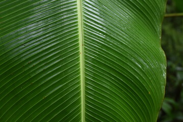 green palm leaf