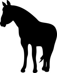 silhouette horse
