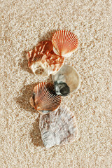 Colored Shells summer pattern on sandy beach, aesthetic nature still life, organic shapes, beauty nature background. Closeup seashells at Soft lighting, warm tones create natural, beachy mood