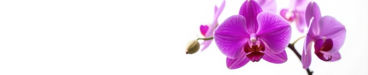 Fototapeta premium Deep purple orchid, petals unfurled, stark white backdrop, closeup, flora, vanda