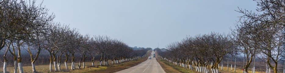 a straight two-lane highway on the Taman Peninsula with trees whitewashed in early spring on a sunny day