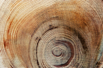 Naklejka premium Slice of wood timber with juniper tree rings as natural geometric pattern, abstract nature background. Natural wooden organic textures and shapes, monochrome brown beige gradient color, earthy color