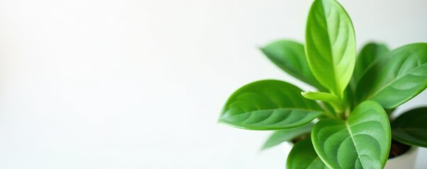 Fototapeta premium Vibrant green foliage, healthy houseplant, crisp white background , lush, white background