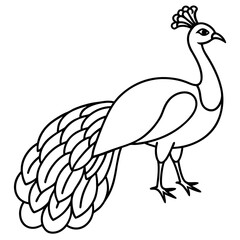 Graceful Peacock Single Line Vector Design