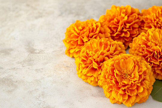 Marigold flowers on grunge white background. Diwali celebration