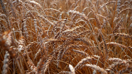 Fototapeta premium The concept of a rich harvest. Wheat field with ears of golden wheat. agricultural field. Ripe ears rural nature scenery background. close up, selective focus