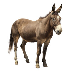 Obraz premium Majestic Mule in Stance: A full-body portrait captures a robust mule in a classic stance, showcasing its distinctive features and sturdy build.