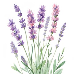 Naklejka premium Watercolor Lavender Bouquet Soft Purple and Pink Floral Art, Lavender , Flower Art